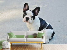 Laden Sie das Bild in den Galerie-Viewer, Fototapete Süsse Französische Bulldogge