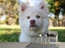 Laden Sie das Bild in den Galerie-Viewer, Fototapete Süsse Hundeschnautze
