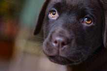 Laden Sie das Bild in den Galerie-Viewer, Fototapete Süsse Labrador Welpe
