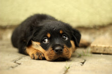 Laden Sie das Bild in den Galerie-Viewer, Fototapete Süsse Rottweiler Welpe