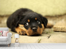 Laden Sie das Bild in den Galerie-Viewer, Fototapete Süsse Rottweiler Welpe