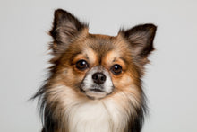 Laden Sie das Bild in den Galerie-Viewer, Fototapete Süsser Chihuahua