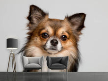 Laden Sie das Bild in den Galerie-Viewer, Fototapete Süsser Chihuahua