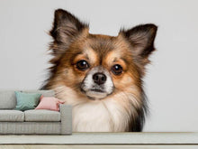 Laden Sie das Bild in den Galerie-Viewer, Fototapete Süsser Chihuahua