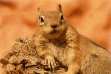 Laden Sie das Bild in den Galerie-Viewer, Fototapete Süsses Eichhörnchen