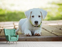 Laden Sie das Bild in den Galerie-Viewer, Fototapete Süsses Hunde Baby