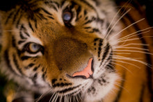 Laden Sie das Bild in den Galerie-Viewer, Fototapete Tiger Gesicht