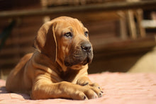 Laden Sie das Bild in den Galerie-Viewer, Fototapete Trauriger Hundeblick