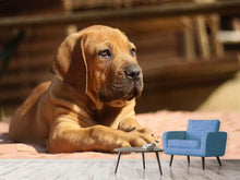 Laden Sie das Bild in den Galerie-Viewer, Fototapete Trauriger Hundeblick