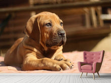 Laden Sie das Bild in den Galerie-Viewer, Fototapete Trauriger Hundeblick