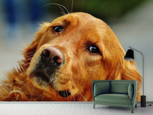 Laden Sie das Bild in den Galerie-Viewer, Fototapete Treuer Irish Setter