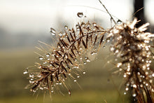 Laden Sie das Bild in den Galerie-Viewer, Fototapete Tropfen der Natur