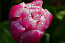 Laden Sie das Bild in den Galerie-Viewer, Fototapete Tulpe mit Morgentau in XL