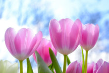 Laden Sie das Bild in den Galerie-Viewer, Fototapete Tulpen in der Natur