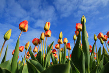 Laden Sie das Bild in den Galerie-Viewer, Fototapete Tulpen ragen zum Himmel