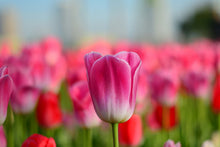 Laden Sie das Bild in den Galerie-Viewer, Fototapete Tulpenfeld in rosa-rot