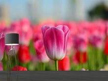 Laden Sie das Bild in den Galerie-Viewer, Fototapete Tulpenfeld in rosa-rot