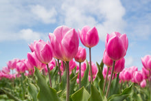 Laden Sie das Bild in den Galerie-Viewer, Fototapete Tulpenfeld in rosa