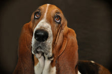 Laden Sie das Bild in den Galerie-Viewer, Fototapete Typisch Basset
