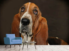 Laden Sie das Bild in den Galerie-Viewer, Fototapete Typisch Basset