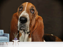 Laden Sie das Bild in den Galerie-Viewer, Fototapete Typisch Basset