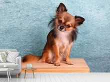 Laden Sie das Bild in den Galerie-Viewer, Fototapete Typisch Chihuahua