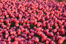 Laden Sie das Bild in den Galerie-Viewer, Fototapete Üppiges Tulpenfeld