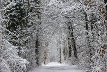 Laden Sie das Bild in den Galerie-Viewer, Fototapete Verzauberter Winterwald
