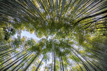 Laden Sie das Bild in den Galerie-Viewer, Fototapete Viele Baumkronen
