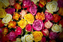 Laden Sie das Bild in den Galerie-Viewer, Fototapete Viele bunte Rosenblüten