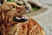 Laden Sie das Bild in den Galerie-Viewer, Fototapete Wachsamer Irish Setter