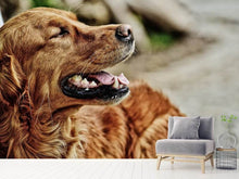 Laden Sie das Bild in den Galerie-Viewer, Fototapete Wachsamer Irish Setter