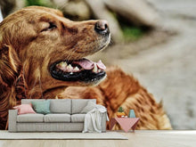 Laden Sie das Bild in den Galerie-Viewer, Fototapete Wachsamer Irish Setter