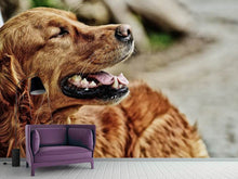 Laden Sie das Bild in den Galerie-Viewer, Fototapete Wachsamer Irish Setter