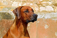 Laden Sie das Bild in den Galerie-Viewer, Fototapete Wachsamer Rhodesian Ridgeback