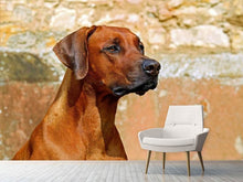 Laden Sie das Bild in den Galerie-Viewer, Fototapete Wachsamer Rhodesian Ridgeback