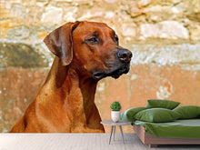 Laden Sie das Bild in den Galerie-Viewer, Fototapete Wachsamer Rhodesian Ridgeback