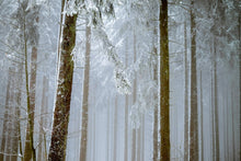 Laden Sie das Bild in den Galerie-Viewer, Fototapete Wald im Winter