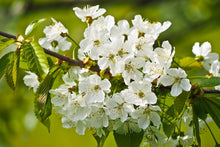 Laden Sie das Bild in den Galerie-Viewer, Fototapete Weisse Blüten in XL