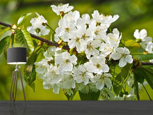 Laden Sie das Bild in den Galerie-Viewer, Fototapete Weisse Blüten in XL