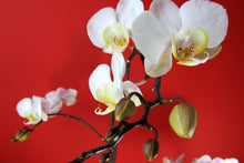 Laden Sie das Bild in den Galerie-Viewer, Fototapete Weisse Orchideen auf roter Wand