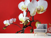 Laden Sie das Bild in den Galerie-Viewer, Fototapete Weisse Orchideen auf roter Wand