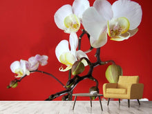 Laden Sie das Bild in den Galerie-Viewer, Fototapete Weisse Orchideen auf roter Wand