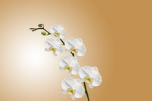 Laden Sie das Bild in den Galerie-Viewer, Fototapete Weisse Orchideen XL