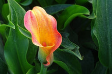 Laden Sie das Bild in den Galerie-Viewer, Fototapete Wilde Calla