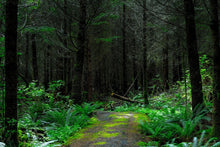 Laden Sie das Bild in den Galerie-Viewer, Fototapete Wilder Wald