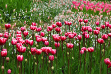 Laden Sie das Bild in den Galerie-Viewer, Fototapete Wildes Tulpenfeld