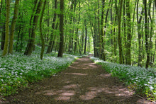 Laden Sie das Bild in den Galerie-Viewer, Fototapete Wir lieben den Sommer im Wald