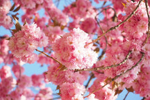 Laden Sie das Bild in den Galerie-Viewer, Fototapete Wunderschöne Kirschblüten
