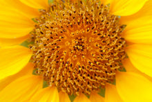 Laden Sie das Bild in den Galerie-Viewer, Fototapete Wunderschöne Knospen der Sonnenblume